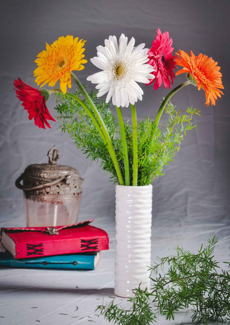 Gerbera Daisies