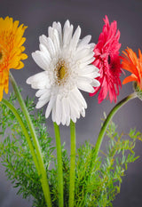 Gerbera Daisies