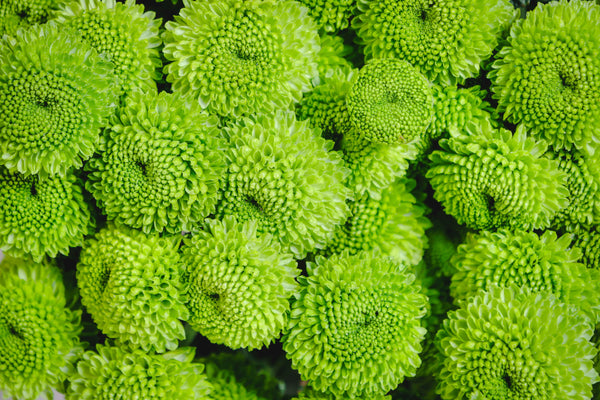 Button Chrysanthemums