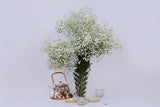 Gypsophila-Baby's breath (Fillers)