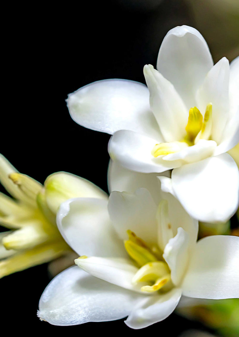 Image of White Tuberose Flowers With Leaves-WB480854-Picxy